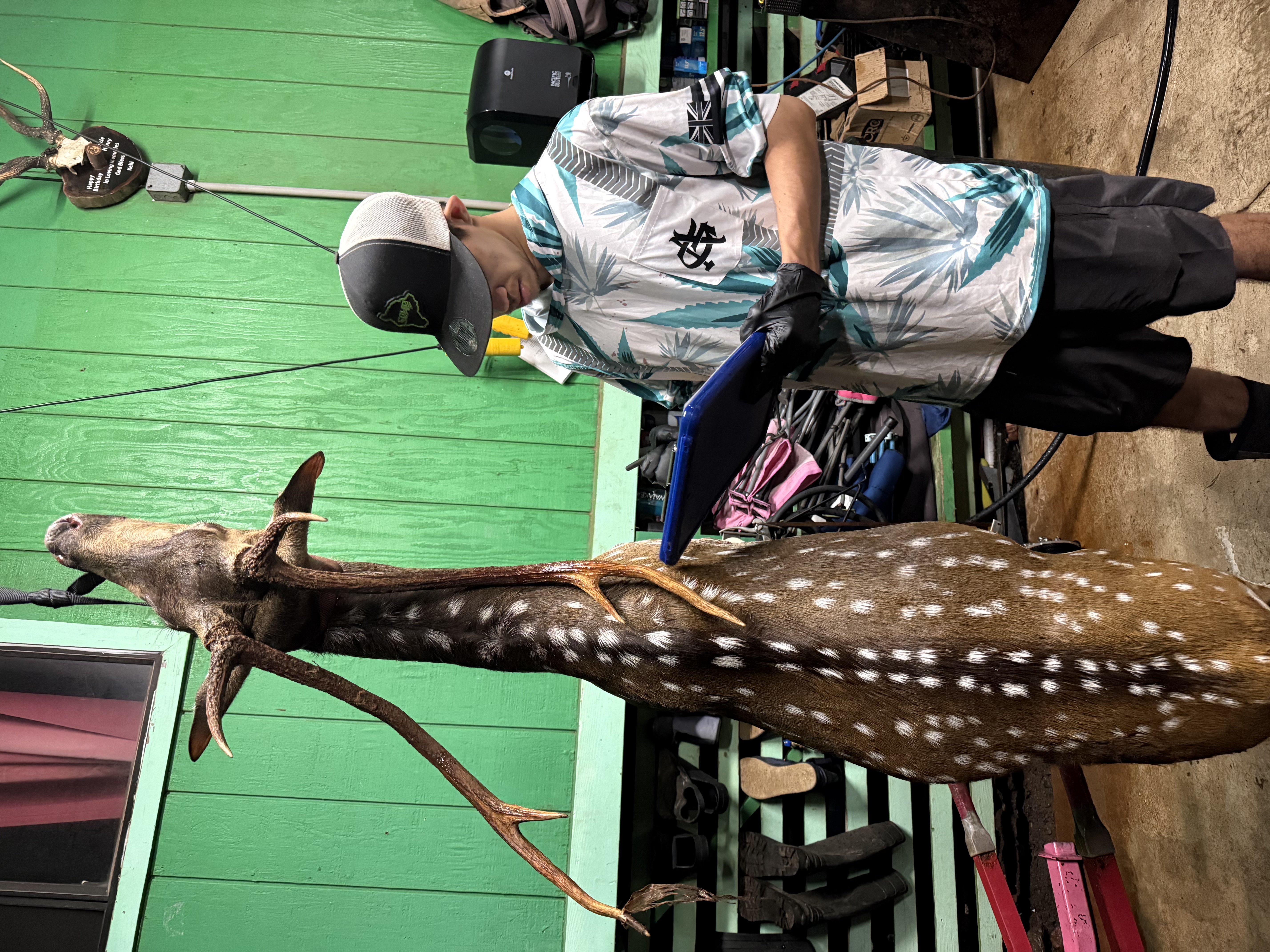 Axis deer processing — field to table on Molokai